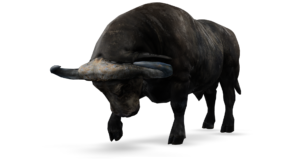Buffalo