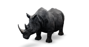 Rhino